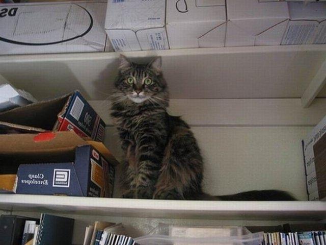 Коты из сети