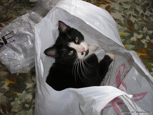 Коты из сети