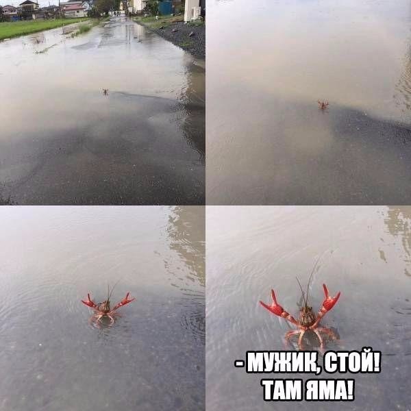 Подборка безудержного веселья
