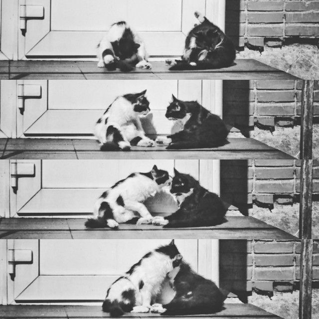 Коты и Кошки