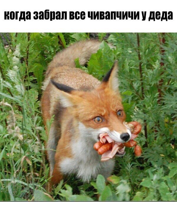 Смешные и не очень картинки из этих ваших интернетов