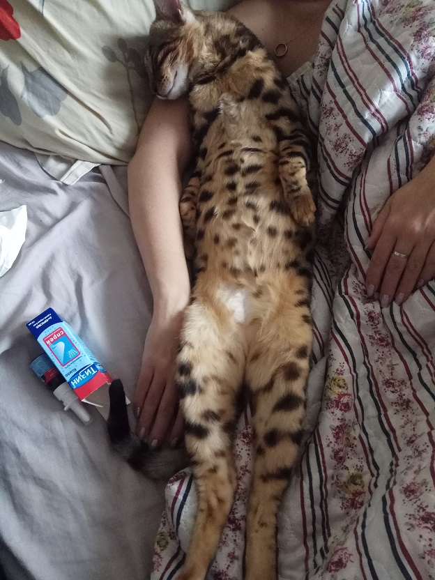 20 шикарных фотографий, в которых вся суть котов