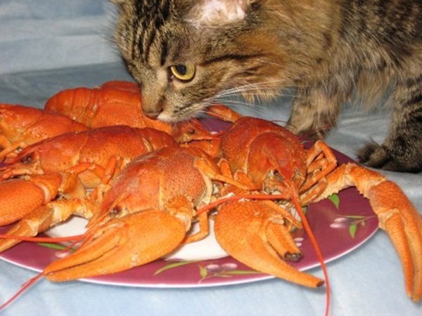 Коты и Кошки