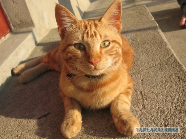 Рыжий котовторник на ЯПлакал!, Смотрим  и добавляем!