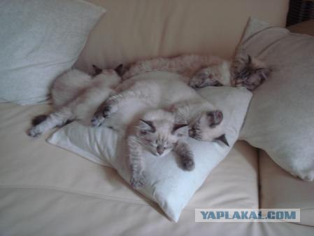 Котовторник на ЯПлакалъ! От числа 09.09.08