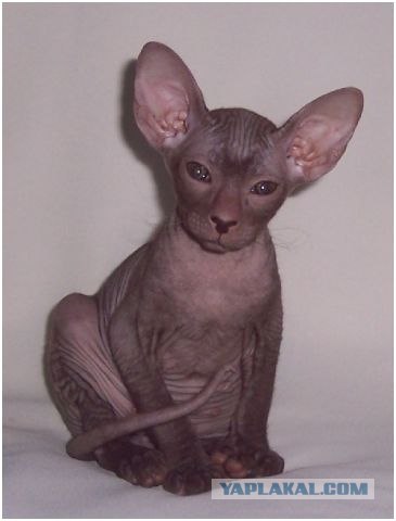 Кошак в шоке