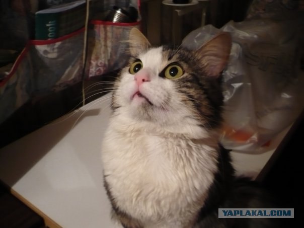 Котовторник!