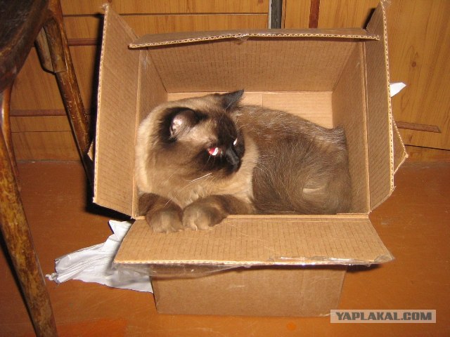 В рамках "Котовторника" (35 фот)