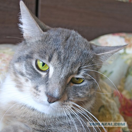Котейкин вторник! Космический 12.04!