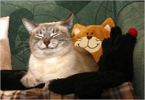 Котовторник 1.11.11
