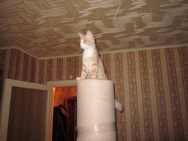 Котовторник 22.11.11