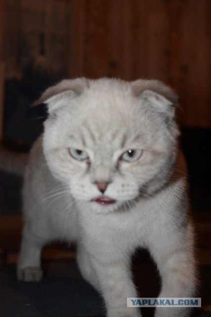 Котовторник 06.12.2011