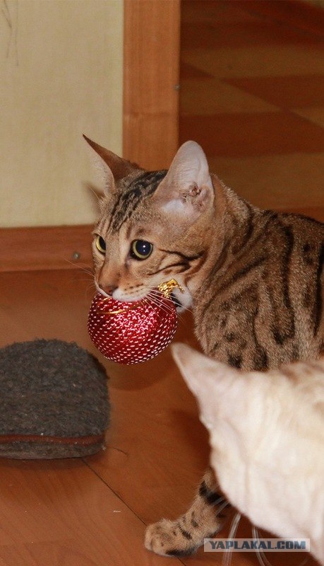 Котовторник (24. 01. 2012 )