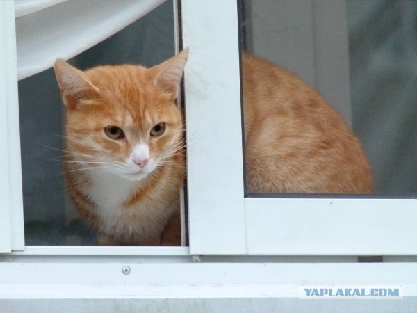 Котовторник ( 23.10. 2012. )