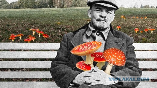 Путин и Шойгу насобирали грибов в тайге