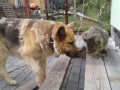 Спасите, в моей квартире женщина!