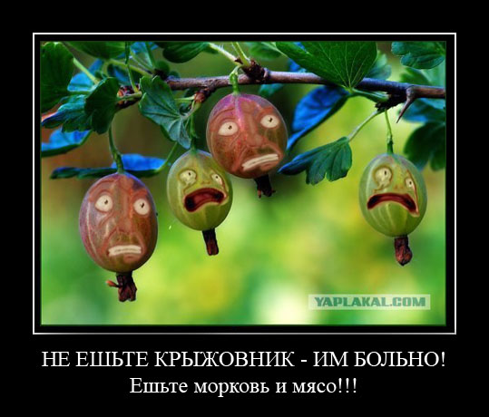 Фотожаба: крыжовник