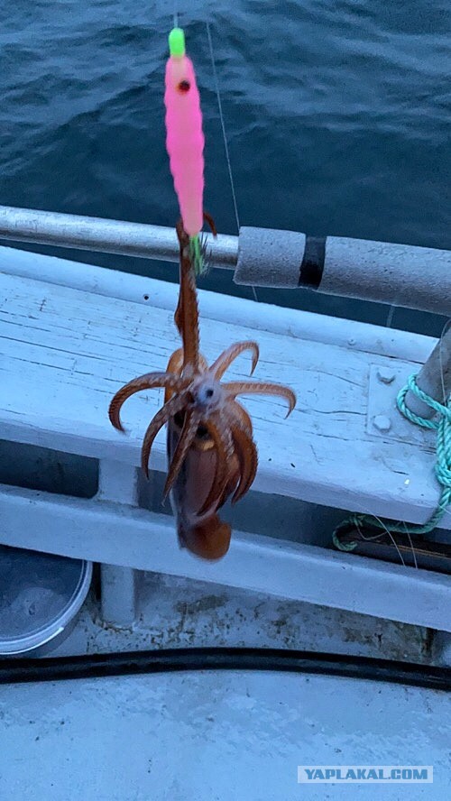 Котлетки «КК»: Кальмар+ Курица:)