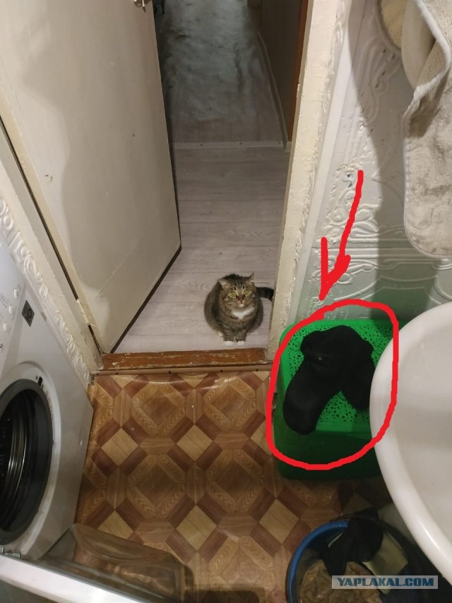 Кот Василий