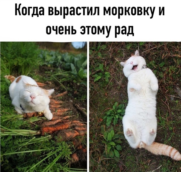 Юмор и прикольные картинки