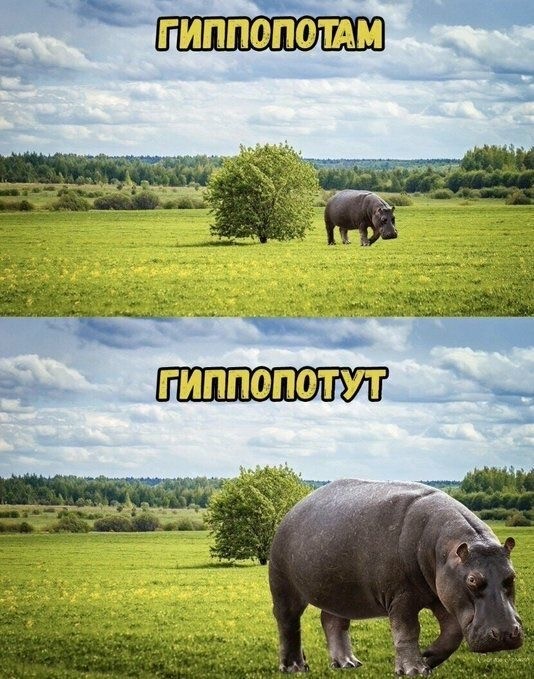 Бегемотосреда
