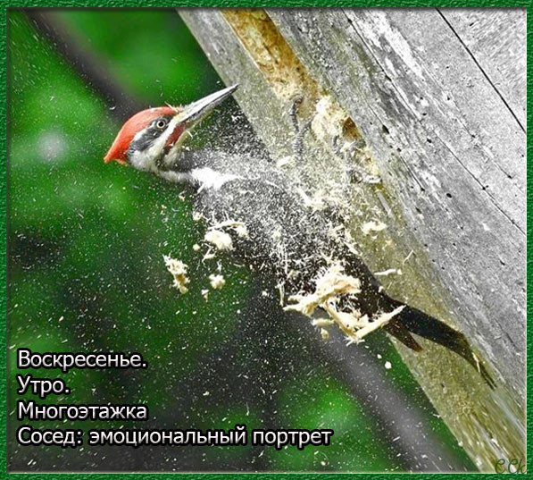 Весёлый полтишок 19.11.2021