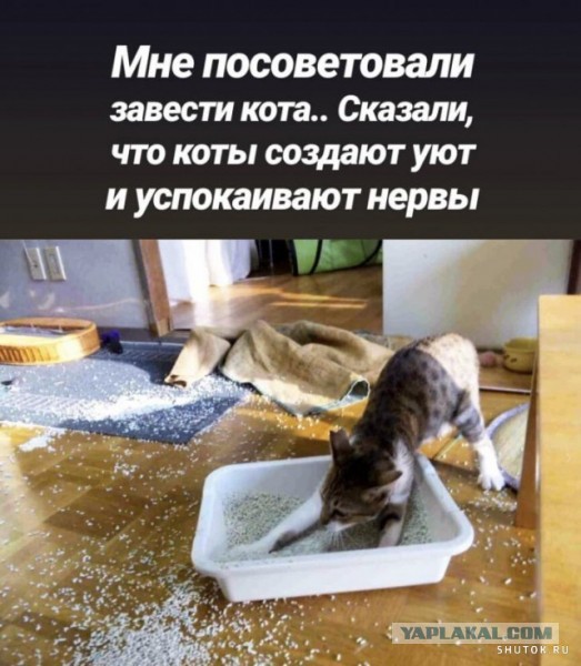 Коты и сахар