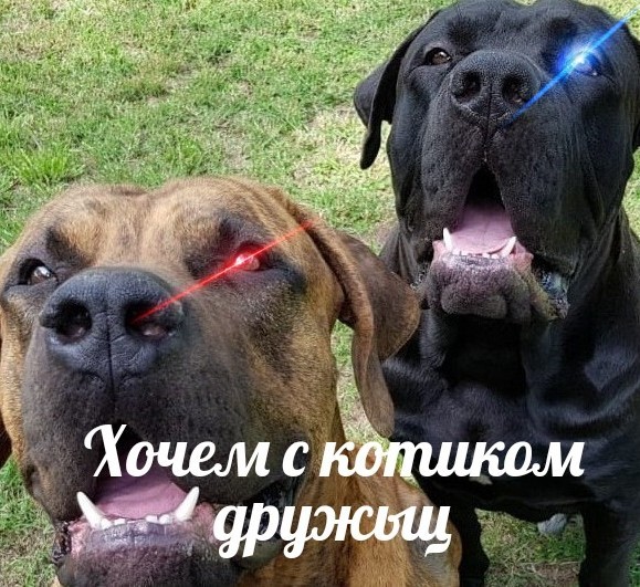 Камышовый котэ
