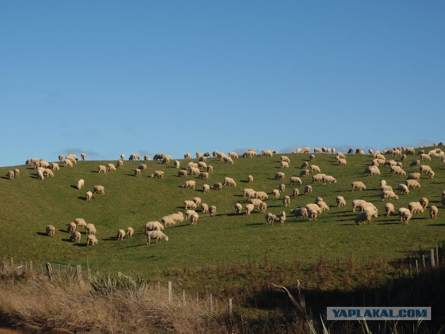 На машине по Новой Зеландии