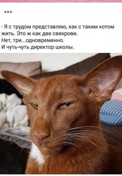 Пандемия съехавших крыш - разновидности болезни. Россия и мир. Часть 37