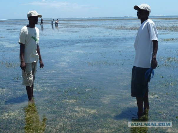 AFRICA - (Эфиопия,Кения,Танзация) 4-16 ноября 2011