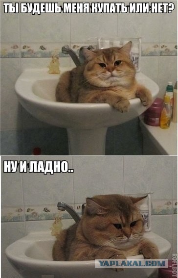 Котовторник 21.05.2013