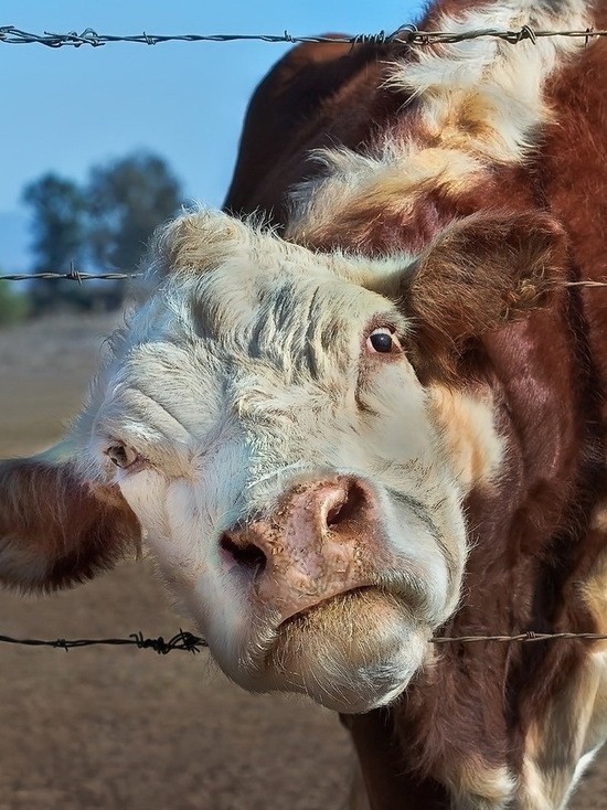 Держи по щекам