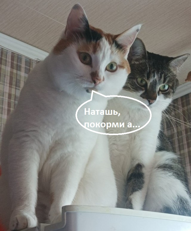 Настоящие мужчины существуют