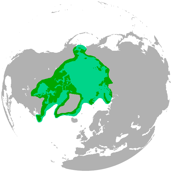 Маски-Шоу или Конкурс Короткого Креатива №31