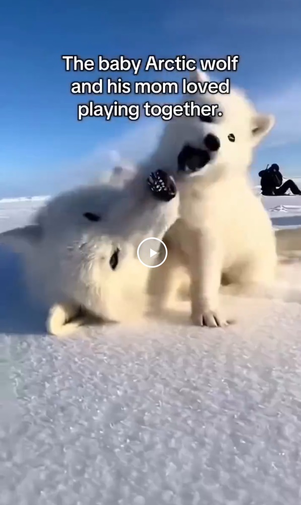 Арктическая сказка