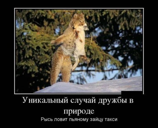 Трогательные истории дружбы между самыми разными животными