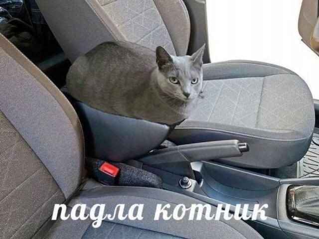 Мемчики
