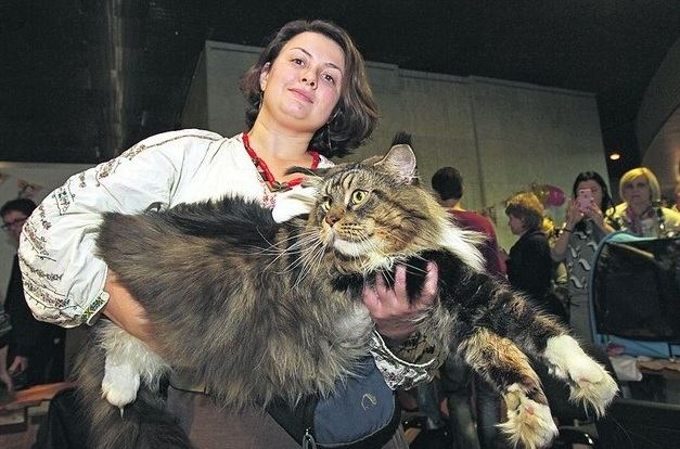 В Украине выбрали самого большого кота