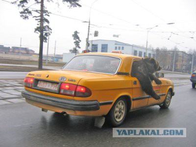А как Вы воспитываете своего медведя?