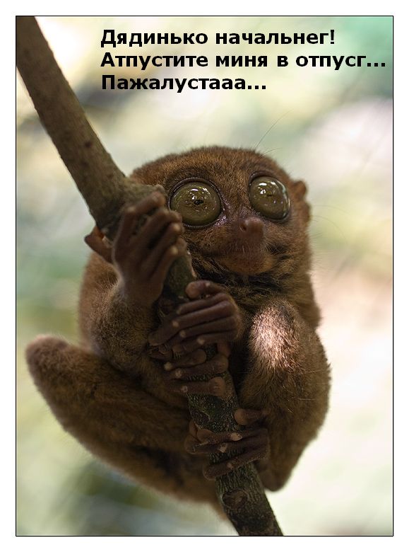 Не знаю, как назвать. Из соцсетей