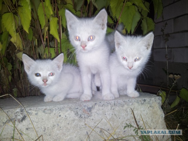 Котовторник 28.10.2014