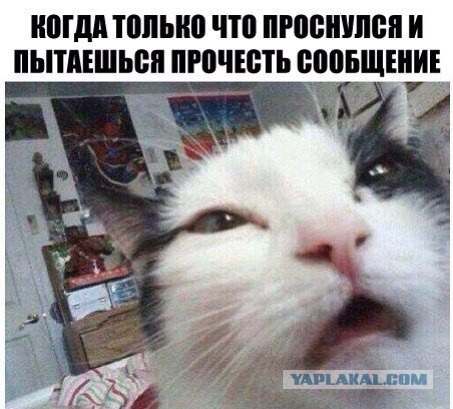 Забавные картинки из интернетов