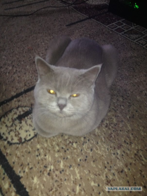 Котовторник