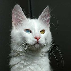Жена любит кошку больше чем меня.