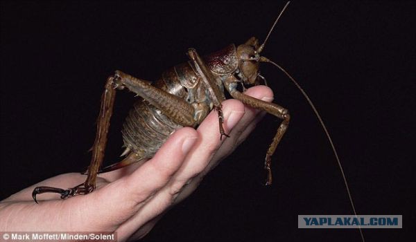 "Доблестные герои АТО" приехали в новую казарму...