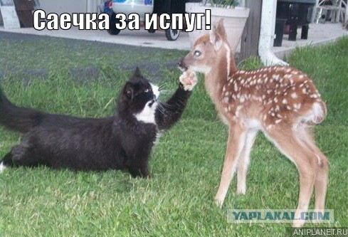 Спасение олененка