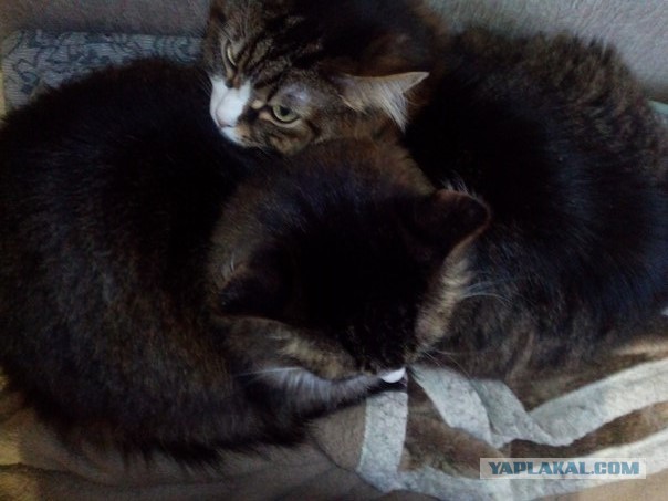 Котовторник