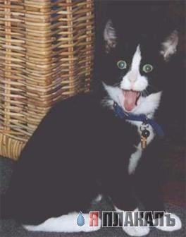 Коты, кошки, котята