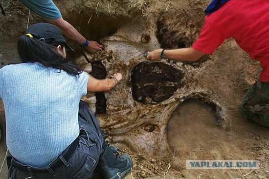 Осторожно, лженаука!